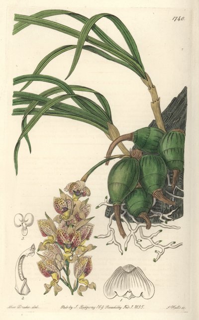 Orchid Grobya, com flores amarelas e roxas, nativa do Brasil - Water forte de S. Watts a partir de uma ilustração de Sarah Anne Drake (1803-1857), do Botanical Register de Sydenham Teast Edwards