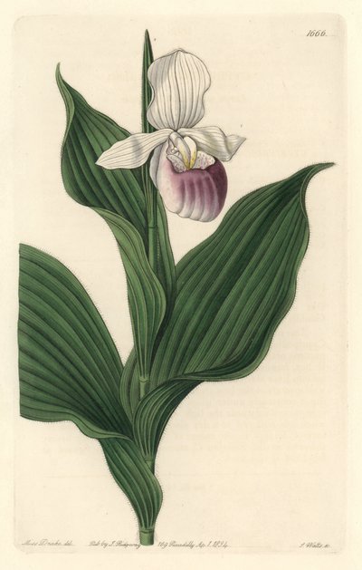 Orchid, Royal Cypripede - Water forte de S. Watts a partir de uma ilustração de Sarah Anne Drake (1803-1857), do Botanical Register de Sydenham Teast Edwards