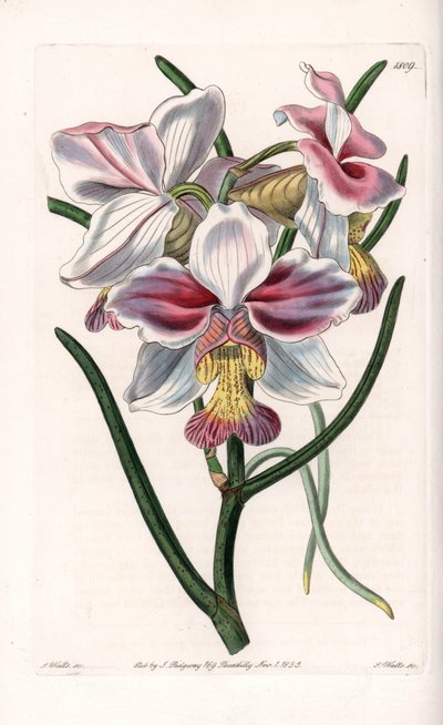Orquídea: Vanda variedade, espécies epífitas da Ásia - Placa gravada por S.Watts, de uma ilustração de Sarah Anne Drake (1803-1857), do Botanical Register of Sydenham Edwards (1768-1819), Inglaterra de Sydenham Teast Edwards