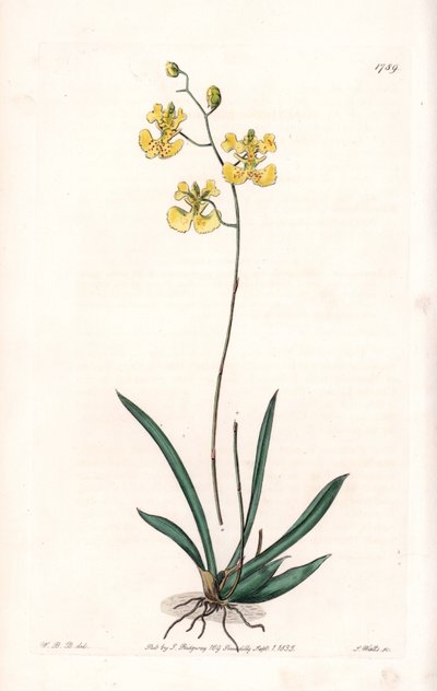 Orquídea: Variete Tolumnia guianensis, endêmica do Haiti e Santo Domingo - Placa gravada por S.Watts, de uma ilustração de Sarah Anne Drake (1803-1857), do Botanical Register of Sydenham Edwards (1768-1819), Inglaterra de Sydenham Teast Edwards