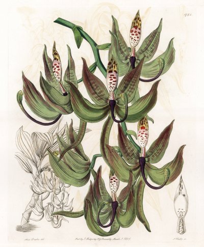 Orquídea: Variedade de Cycnoche - Tábua gravada por S.Watts, de uma ilustração de Sarah Anne Drake (1803-1857), do Botanical Register of Sydenham Edwards (1768-1819), Inglaterra de Sydenham Teast Edwards