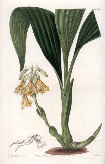 Orquídea: variedade de calanto, com flores amarelas - Placa gravada por S.Watts, de uma ilustração de Sarah Anne Drake (1803-1857), do Botanical Register of Sydenham Edwards (1768-1819), Inglaterra de Sydenham Teast Edwards