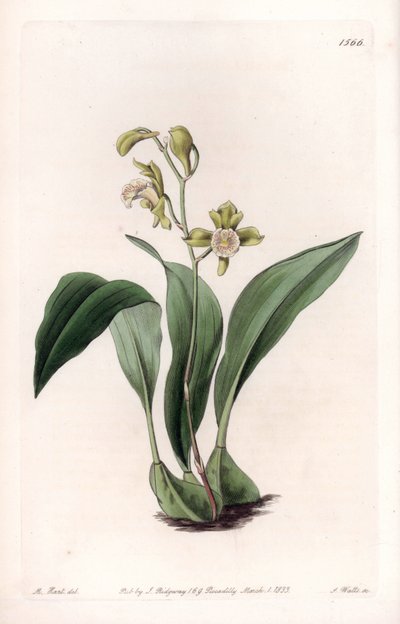 Orchid: maxillary a bunches - Tábua gravada por S.Watts, de uma ilustração de Sarah Anne Drake (1803-1857), do Botanical Register of Sydenham Edwards (1768-1819), Inglaterra de Sydenham Teast Edwards