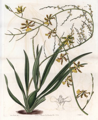 Orchid: oncidium variete, West Indies epiphyte - Placa gravada por S.Watts, a partir de uma ilustração de Sarah Anne Drake (1803-1857), do Botanical Register of Sydenham Edwards (1768-1819), Inglaterra de Sydenham Teast Edwards