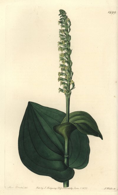Variedades de orquídeas - Gennaria diphylla (Herminium cordatum, Herminium cordatum). Gravura em chapa de cobre colorida à mão por S. Watts depois de uma ilustração de Miss Sarah Drake do Registo Botânico de Sydenham Edwards, Ridgeway, Londres. de Sydenham Teast Edwards