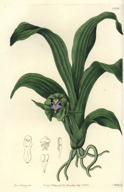 Orchid variete - Pabstia viridis orquídea (Green maxillaria, Maxillaria viridis). Gravura em chapa de cobre colorida à mão por S. Watts depois de uma ilustração de Miss Sarah Drake do Registo Botânico de Sydenham Edwards, Ridgeway, Londres. de Sydenham Teast Edwards