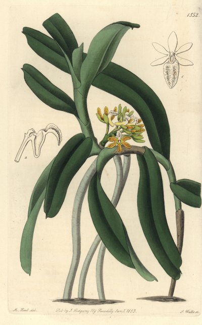 Orchid variete Saccolabium - Acampe praemorsa orchid (Pimpled saccolabium, Saccolabium papilosum). Gravura em chapa de cobre colorida à mão por S. Watts após ilustração de M. Hart do Sydenham Edwards
