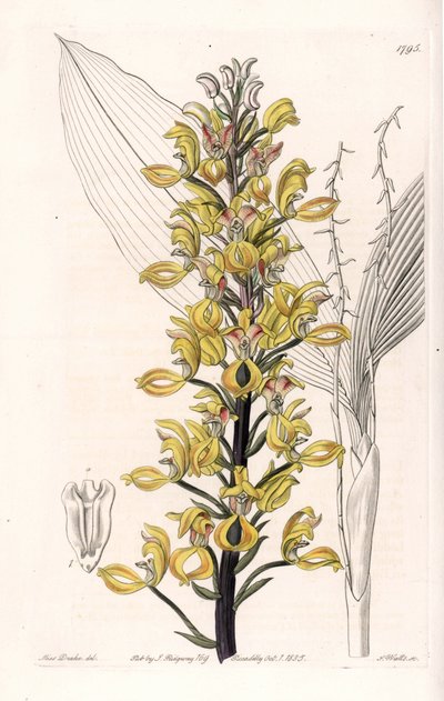 Orchid: variete of govenia - Placa gravada por S.Watts, a partir de uma ilustração de Sarah Anne Drake (1803-1857), do Botanical Register of Sydenham Edwards (1768-1819), Inglaterra de Sydenham Teast Edwards
