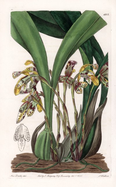 Orchid: variete of maxillaria, nativa da América do Sul - Placa gravada por S.Watts, com base numa ilustração de Sarah Anne Drake (1803-1857), do Botanical Register of Sydenham Edwards (1768-1819), Inglaterra de Sydenham Teast Edwards
