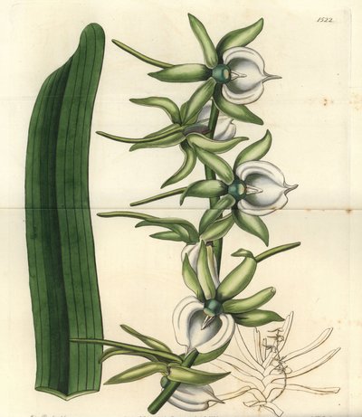 Orchid variete of the Indian Ocean Islands - Marfim angraecum orquídea, Angraecum eburneum. Gravura em chapa de cobre colorida à mão por S. Watts depois de uma ilustração de Miss Sarah Drake do Registo Botânico de Sydenham Edwards, Ridgeway, Londres. de Sydenham Teast Edwards