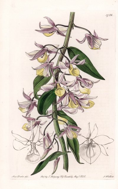 Orquídea: variedade de Dendrobium, nativa da Ásia - Placa gravada por S. Watts, de uma ilustração de Sarah Anne Drake (1803-1857), do Botanical Register of Sydenham Edwards (1768-1819), Inglaterra de Sydenham Teast Edwards