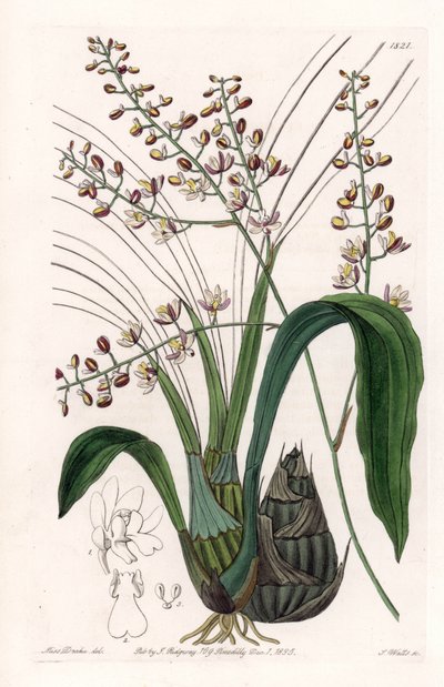 Orquídea: variedade de elóquia - Placa gravada por S.Watts, de uma ilustração de Sarah Anne Drake (1803-1857), do Botanical Register of Sydenham Edwards (1768-1819), Inglaterra de Sydenham Teast Edwards