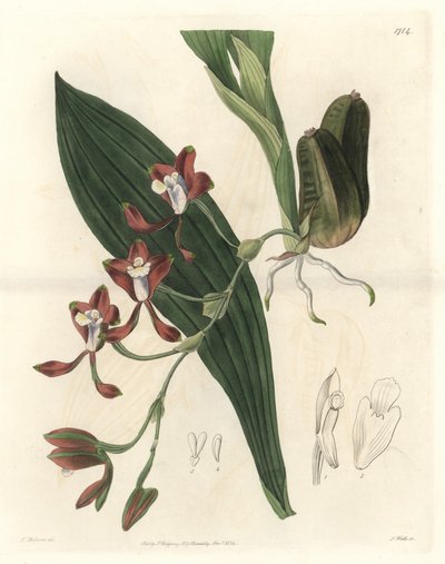 Orchidee Batemannia, natural da Guiana - Water forte de S. Watts a partir de uma ilustração de T. Holland, do Botanical Register de Sydenham Teast Edwards