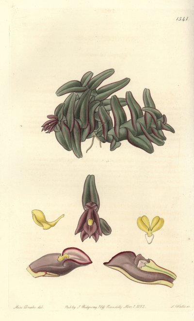 Orchidee epidendrum of Central America - Epidendrum schlechterianum orquídea (Nanodos roxos, Nanodes discolor). Gravura em chapa de cobre colorida à mão por S. Watts depois de uma ilustração de Miss Sarah Drake do Registo Botânico de Sydenham Edwards, Ridg de Sydenham Teast Edwards