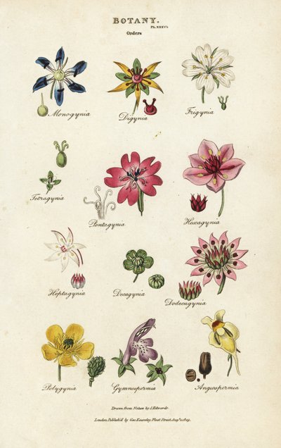 Pedidos de flores: Monogynia, Digynia, Trigynia, Pentagynia, etc. Gravura em chapa de cobre colorida à mão após Sydenham Edwards de John Mason Good