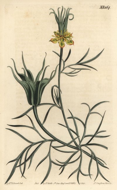 Nigelle Oriental - Flor de erva-doce oriental, Nigella orientalis. Gravura em chapa de cobre colorida à mão por F. Sansom Jr. após ilustração de Sydenham Edwards da revista Botanical Magazine de William Curtis, T. Curtis, Londres. de Sydenham Teast Edwards