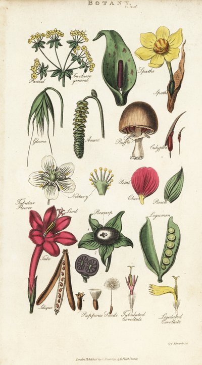 Partes de flores incluindo pétalas, néctares, glumas, sementes, espátulas, bracte, legumes, etc. Gravura em chapa de cobre colorida à mão depois de Sydenham Edwards de John Mason Good