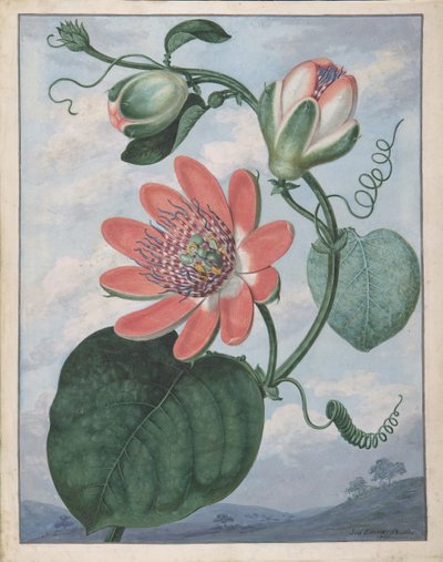 Passion Flower, 1799. de Sydenham Teast Edwards
