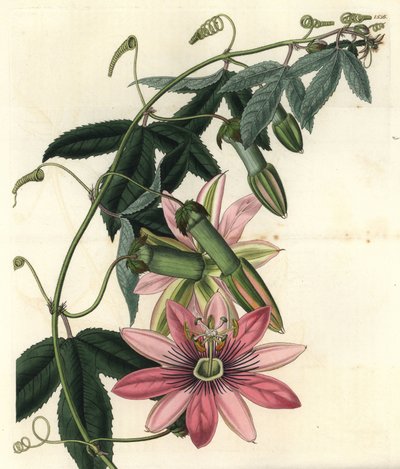 Passion Variete - Poro poro, Passiflora pinnatistipula (Tacsonia da Sra. Marryat, Tacsonia pinnatistipula). Gravura em chapa de cobre colorida à mão por S. Watts depois de uma ilustração de Miss Sarah Drake M. Hart do Registo Botânico de Sydenham Edwards,  de Sydenham Teast Edwards