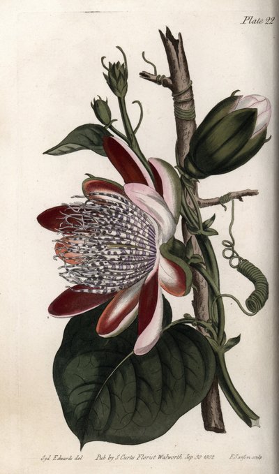 Maracujá, botão e flor. Gravura em cobre colorido, ilustração de Sydenham Edwards (1768-1819) para Conferências de Botanical, Jardim Botânico de Lambeth (Inglaterra) de Sydenham Teast Edwards