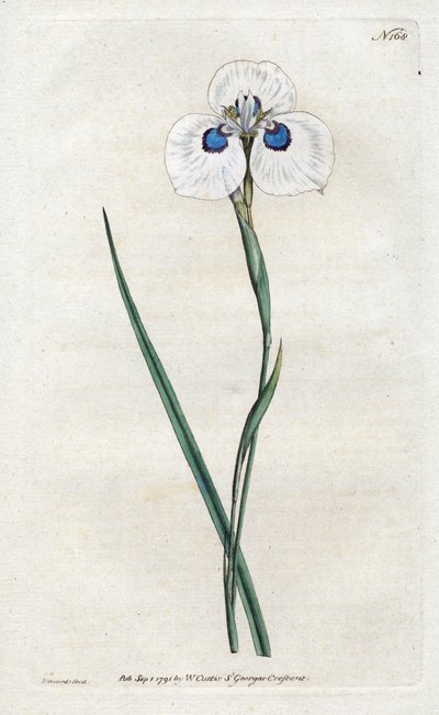 Peacock Iris - Litografia de Sydenham Edwards (1768-1819), placa da revista Botanical de William Curtis (1746-1799) de Sydenham Teast Edwards