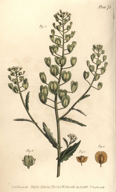 Pennycress, Thlaspi arvense, Siliculosa. Gravura em chapa de cobre colorida à mão por F. Sansom de uma ilustração botânica de Sydenham Edwards para as Palestras de Botânica de William Curtis, conforme entregue no Jardim Botânico de Lambeth de Sydenham Teast Edwards