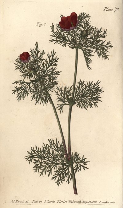 Olho de faisão, Adonis annua, Polygynia, flor hermafrodita com muitas pistilla. Gravura em chapa de cobre colorida à mão por F. Sansom de uma ilustração botânica de Sydenham Edwards para as Lectures on Botany de William Curtis, como entregue no Jardim Botâ de Sydenham Teast Edwards