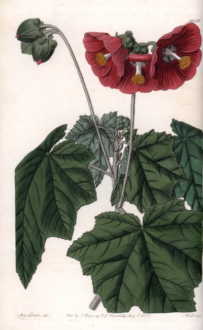Phymosia variete, flores vermelhas, nativas do México - Gravado por S. Watts, a partir de uma ilustração de Sarah Anne Drake (1803-1857), do Botanical Register of Sydenham Edwards (1768-1819), Inglaterra de Sydenham Teast Edwards