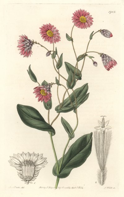 Pink rhodanthe, nativo da Austrália - S. Watts água forte de uma ilustração de Sarah Anne Drake (1803-1857), do Botanical Register de Sydenham Teast Edwards