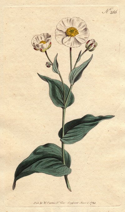 Ranúnculo de folha de plátano com flores brancas e coração amarelo. Plátano de folhas de plátano com flores brancas e olhos amarelos. Ranunculus amplexicaulis. Gravura em chapa de cobre colorida à mão a partir de uma ilustração botânica de Sydenham Edwards de Sydenham Teast Edwards