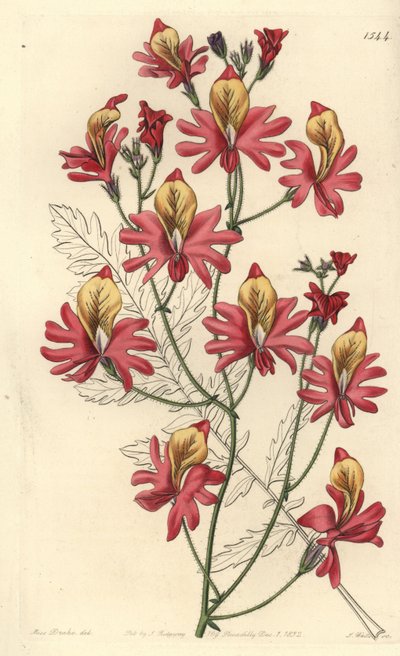 Orquídea de homem pobre, Schizanthus grahamii (Schizanthus grahamii, Schizanthus retus). Gravura em chapa de cobre colorida à mão por S. Watts depois de uma ilustração de Miss Sarah Drake do Registo Botânico de Sydenham Edwards, Ridgeway, Londres de Sydenham Teast Edwards