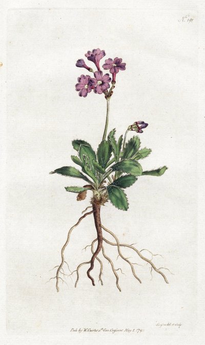 Primevere marginee - Litografia de Sydenham Edwards (1768-1819), placa da revista Botanical Magazine de William Curtis (1746-1799) de Sydenham Teast Edwards