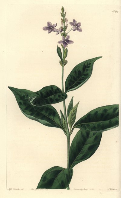 Pseuderanthemum faecundum (Eranthemum faecundum eranthemum, Eranthemum faecundum). Gravura em chapa de cobre colorida à mão por S. Watts depois de uma ilustração de Miss Sarah Drake do Registo Botânico de Sydenham Edwards, Ridgeway, Londres. de Sydenham Teast Edwards