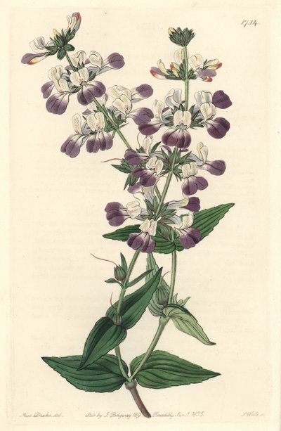 Pagode chinês roxo, originalmente da Califórnia - S. Watts Strong Water, de uma ilustração de Sarah Anne Drake (1803-1857), do Botanical Register de Sydenham Teast Edwards