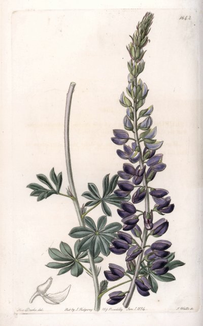 Variete Lupino Roxo - Gravada por S.Watts, a partir de uma ilustração de Sarah Anne Drake (1803-1857), do Botanical Register of Sydenham Edwards (1768-1819), Inglaterra de Sydenham Teast Edwards