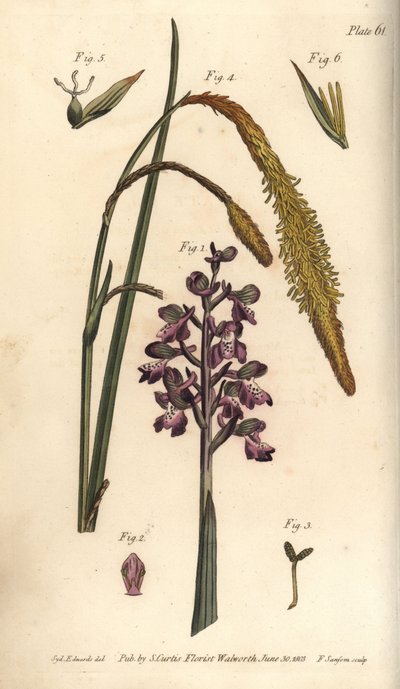 Orquídea púrpura, Orchis mascula, Gynandria de Sydenham Teast Edwards