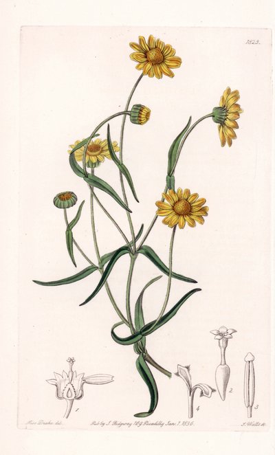 Queen Daisy of California - Gravado por S.Watts, de uma ilustração de Sarah Anne Drake (1803-1857), do Botanical Register of Sydenham Edwards (1768-1819), Inglaterra de Sydenham Teast Edwards