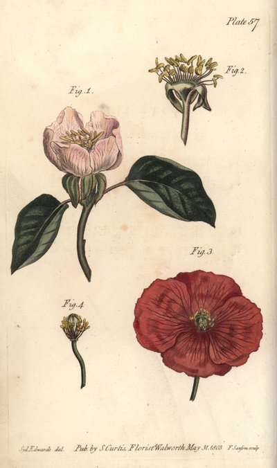Flor de marmelo, Cydonia oblonga, Icosandria de Sydenham Teast Edwards