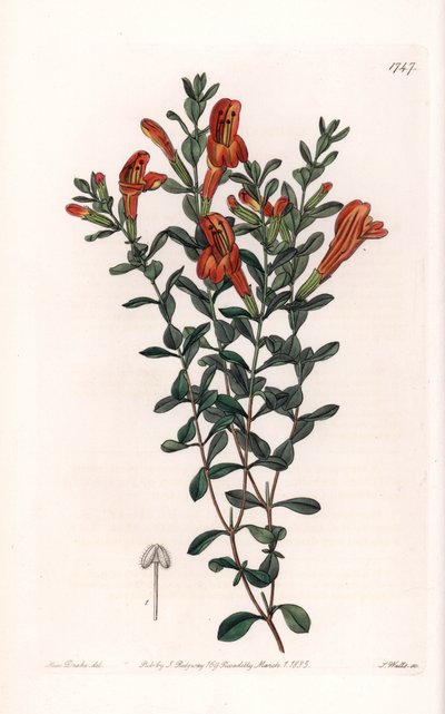 Red Clinopode Variete - Gravado por S. Watts, de uma ilustração de Sarah Anne Drake (1803-1857), do Botanical Register of Sydenham Edwards (1768-1819), Inglaterra de Sydenham Teast Edwards
