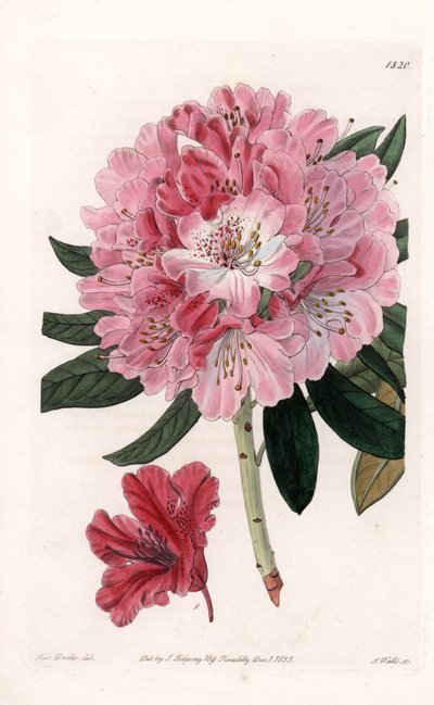 Rhododendron Hybrid Variete - Gravado por S.Watts, de uma ilustração de Sarah Anne Drake (1803-1857), do Botanical Register of Sydenham Edwards (1768-1819), Inglaterra de Sydenham Teast Edwards
