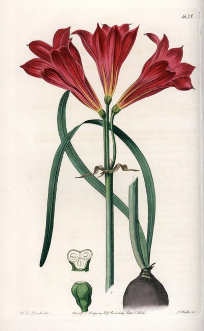 Rodophiale bifide - Quadro gravado por S.Watts, baseado numa ilustração de Sarah Anne Drake (1803-1857), do Botanical Register of Sydenham Edwards (1768-1819), Inglaterra de Sydenham Teast Edwards