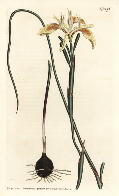 Moraea angusta, Moraea angusta. Gravura em chapa de cobre colorida à mão por F. Sansom Jr. após ilustração de Sydenham Edwards da revista Botanical Magazine de William Curtis, T. Curtis, Londres de Sydenham Teast Edwards