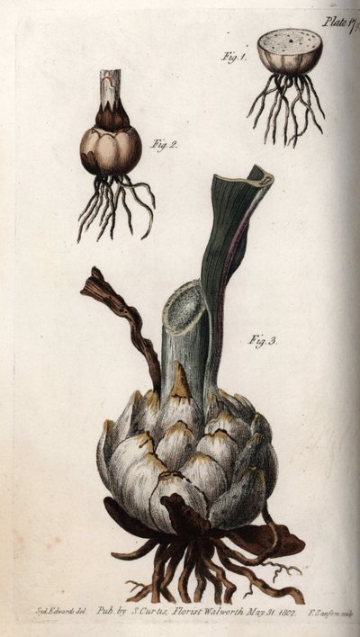 Raiz e bulbo de lírios. Gravura em cobre colorido, ilustração de Sydenham Edwards (1768-1819) para Conferências de Botanical, Jardim Botânico de Lambeth (Inglaterra) de Sydenham Teast Edwards