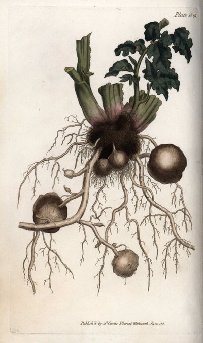 Raízes e tubérculos de uma batata de semente. Gravura em cobre colorido, ilustração de Sydenham Edwards (1768-1819) para Conferências de Botanical, Jardim Botânico de Lambeth (Inglaterra) de Sydenham Teast Edwards
