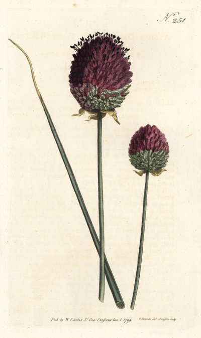 Alho de cabeça redonda, Allium sphaerocephalon (alho de cabeça roxa, Allium descende). Gravura em chapa de cobre colorida à mão por Sansom após uma ilustração de Sydenham Edwards da revista Botanical de William Curtis, Londres de Sydenham Teast Edwards