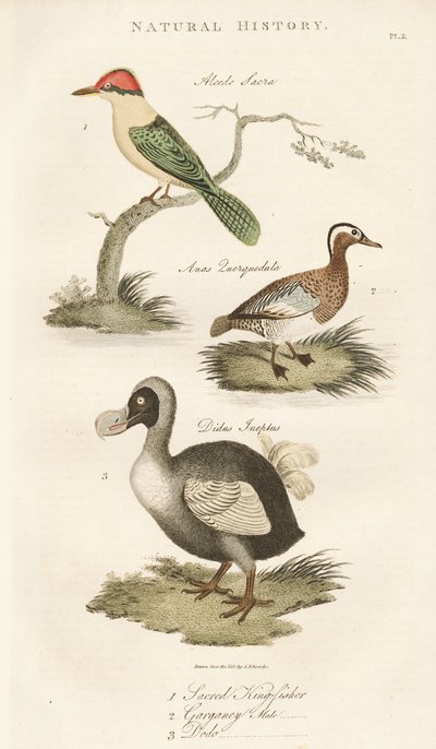 Martim-pescador sagrado, marreco e dodó de Sydenham Teast Edwards