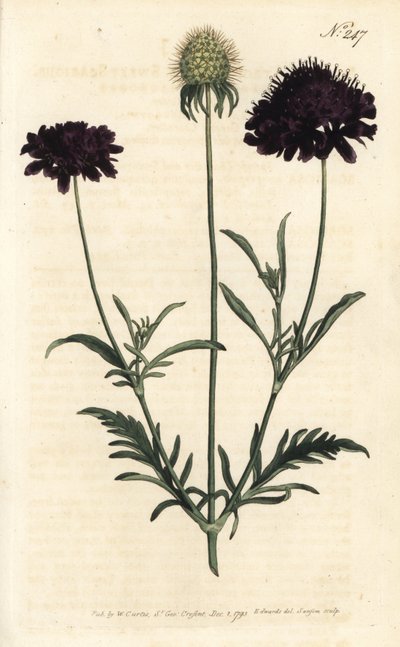 Scabieuse dos jardins - Doce sarna, Scabiosa atropurpurea. Gravura em chapa de cobre colorida à mão por Sansom após uma ilustração de Sydenham Edwards rom William Curtis