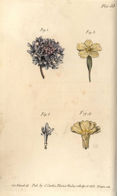Flor sarna, Scabiosa atropurpurea, Tetrandria de Sydenham Teast Edwards