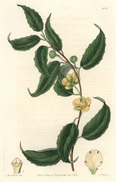 Schisandra tem flores amarelas, nativas do Nepal - Water forte de S. Watts, de uma ilustração de Sarah Anne Drake (1803-1857), do Botanical Register de Sydenham Teast Edwards