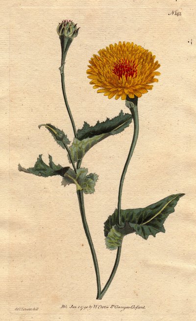 Scorsonere (ou salsifi) de Tânger ou erva víbora com folha de papoila, flores amarelas com coração de mosca carmesim. Scorsonere (ou salsifi de Tânger ou erva víbora com folha de papoila, flores amarelas com coração de mosca carmesim. "Uma nativa de Tânger de Sydenham Teast Edwards